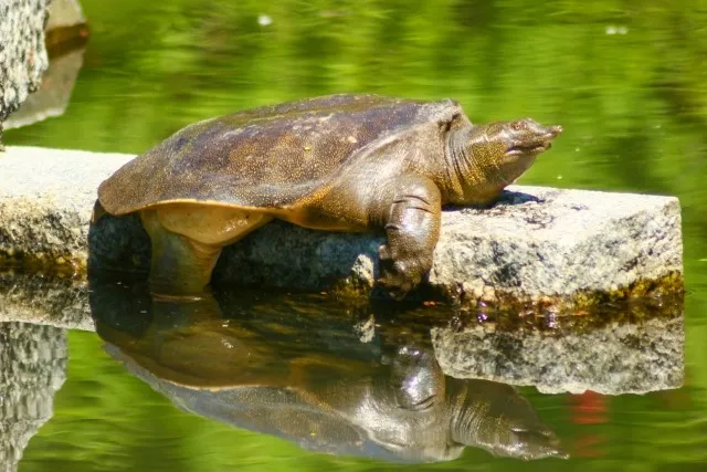【現場レポート】継承された養殖場の課題と未来：非効率な手作業からの脱却
